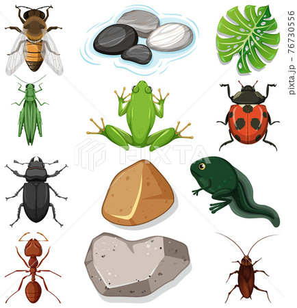 Different types of insect with nature elements Different types of insect with nature elements 76730556