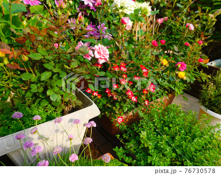 寄せ植え、寄せ鉢でお花いっぱいのバルコニー フラワーガーデン 寄せ植え、寄せ鉢でお花いっぱいのバルコニー フラワーガーデン 76730578