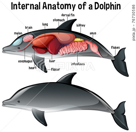 Internal Anatomy of a Dolphin with labelのイラスト素材 [76730586] - PIXTA