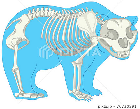 Skeleton Anatomy Of Wild Bear Isolated Stock Illustration