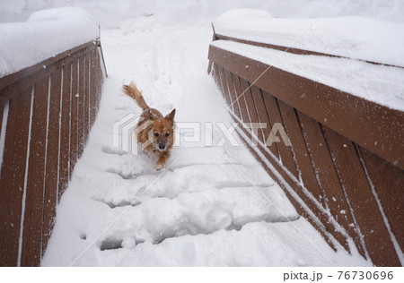Mixed breed brown dog running up snow covered stairs to home at full speed during snow storm 76730696