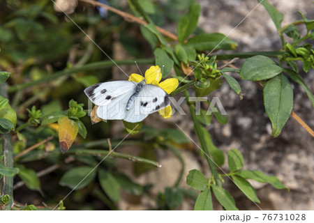 butterfly. white butterfly on yellow flower 76731028