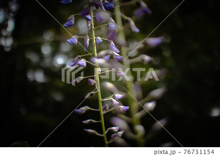 光の玉と紫の花 76731154