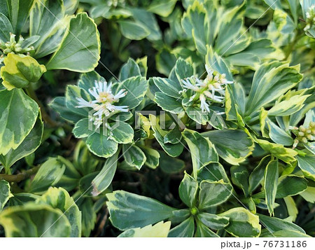 フイリフッキソウの花の写真素材