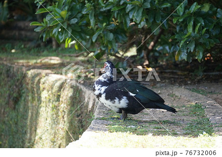 バリケン (Okinawa) バリケン (Okinawa) 76732006