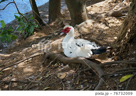 バリケン (Okinawa) 76732009