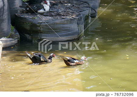 バリケン (Okinawa) バリケン (Okinawa) 76732096
