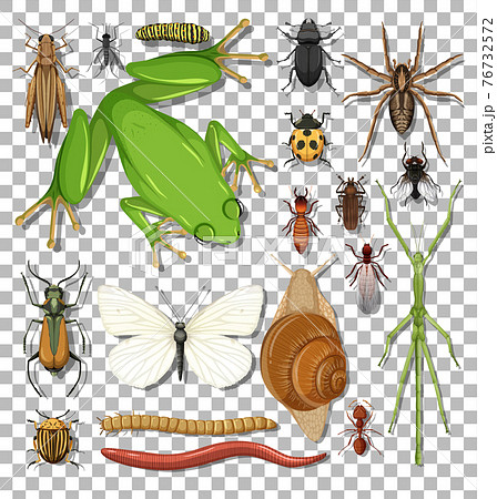Set of different insects on transparent background Set of different insects on transparent background 76732572