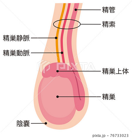 睾丸の構造のイラスト素材