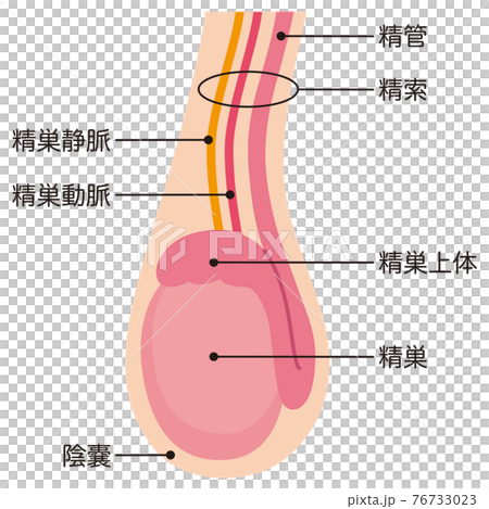 ！えだまめ！イラスト解剖学 Amazon.co.jp: 解剖生理学 (イラスト) : 青峰 正裕,大澤 得二