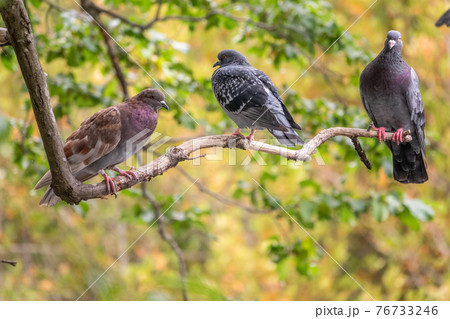 Three pigeons sitting on a tree branch on green background. Three pigeons sitting on a tree branch on green background. 76733246