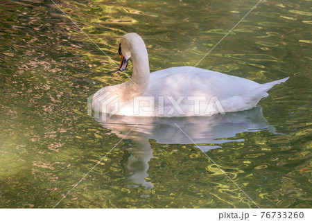 A graceful white swan swimming on a lake with dark green water. The white swan is reflected in the water A graceful white swan swimming on a lake with dark green water. The white swan is reflected in the water 76733260