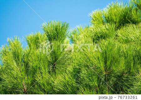 Green pine tree with long needles on a background of blue sky. Freshness, nature, concept. Pinus pinea Green pine tree with long needles on a background of blue sky. Freshness, nature, concept. Pinus pinea 76733261