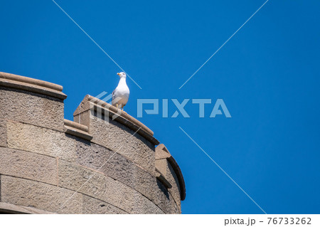 Seagull sitting on the tower during summer sunny day Seagull sitting on the tower during summer sunny day 76733262