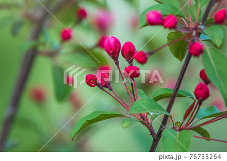 Fresh pink flowers of a blossoming apple tree with blured background Fresh pink flowers of a blossoming apple tree with blured background 76733264