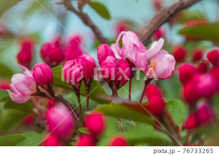 Fresh pink flowers of a blossoming apple tree with blured background Fresh pink flowers of a blossoming apple tree with blured background 76733265