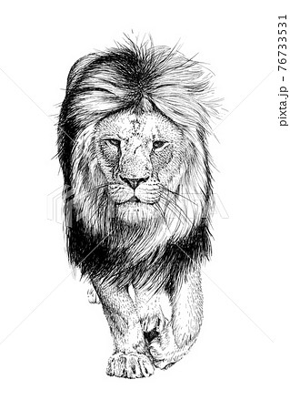 Hand Drawn Lion Sketch Graphics Monochrome のイラスト素材