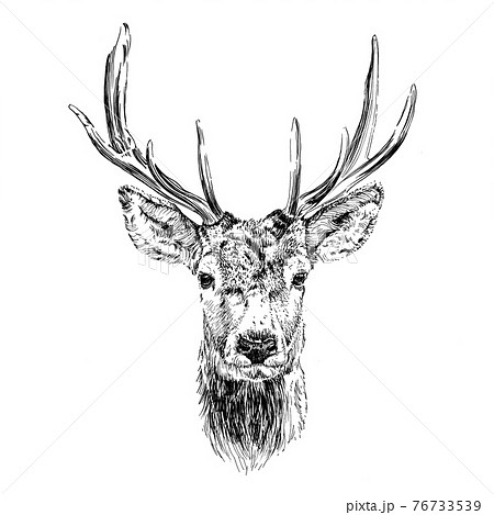 Roaring Deer Sketch Animal With Large Antlers Stock Illustration  Download  Image Now  Elk Bull  Animal Deer  iStock