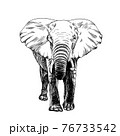 Hand drawn elephant, sketch graphics monochrome illustration 76733542