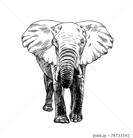 Hand Drawn Elephant Sketch Graphics Monochrome Stock Illustration