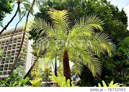 ハワイの休日 76733565