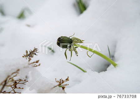 Spring snow covering flowering dandelion blossom 76733708