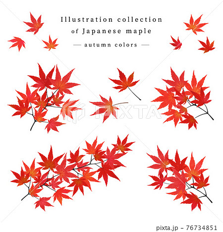 紅葉したモミジの枝葉 イラストセット 水彩画風加工 のイラスト素材