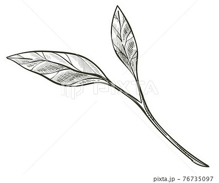 Branch with leaves, foliage on twig monochrome 76735097