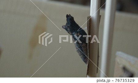 アゲハ蛹 羽化直前の写真素材