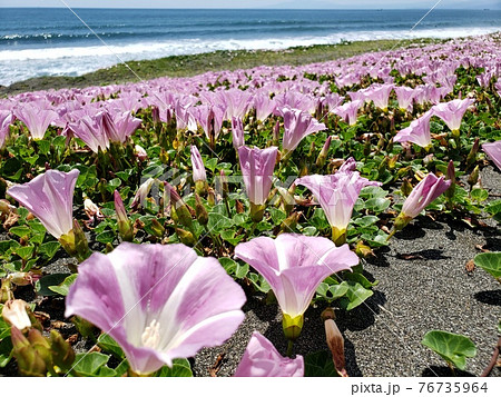 神奈川県茅ヶ崎市の海岸で群生する浜昼顔 5月 の写真素材