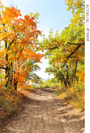 Road in autumn forest Road in autumn forest 76736179