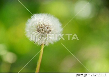 暖かな春 野のタンポポの綿毛4の写真素材