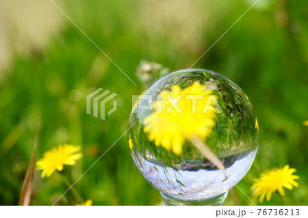 野の花タンポポとレンズボール3 76736213