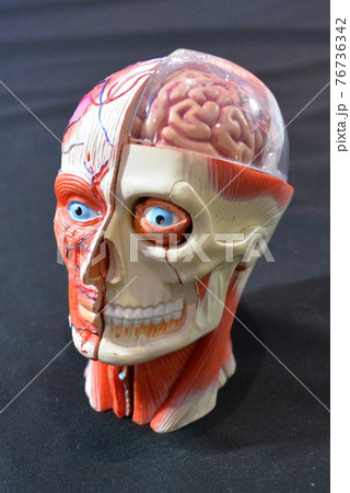 人体頭部のリアリティーのある模型 76736342
