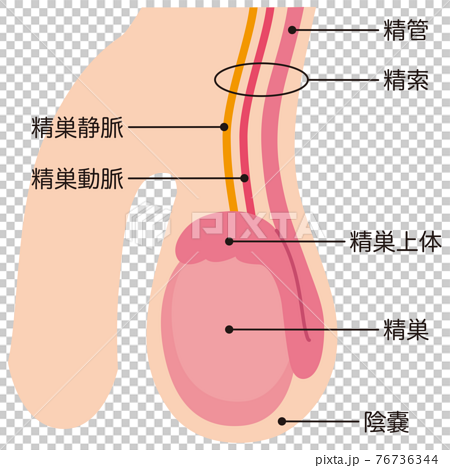 睾丸の構造のイラスト素材