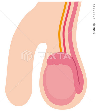 睾丸の構造 76736345