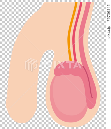 睾丸結構 睾丸結構 76736345