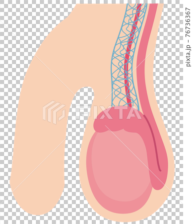 Testicle structure 76736367