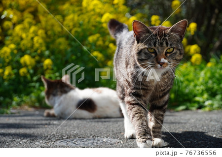 春うららかな日くつろぐ野良猫 春うららかな日くつろぐ野良猫 76736556
