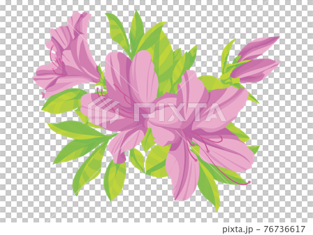 Azalea Azalea 76736617