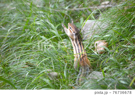えさを食べるシマリス 76736678
