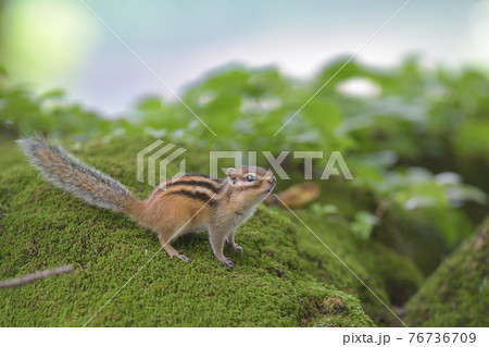 見上げるシマリス 見上げるシマリス 76736709