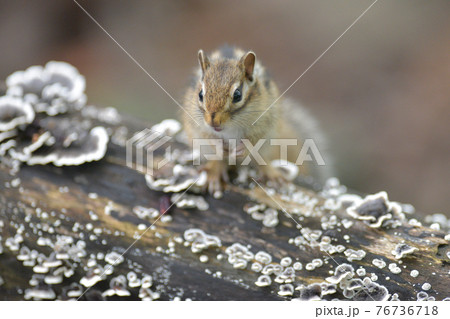 四つん這いのシマリス 76736718