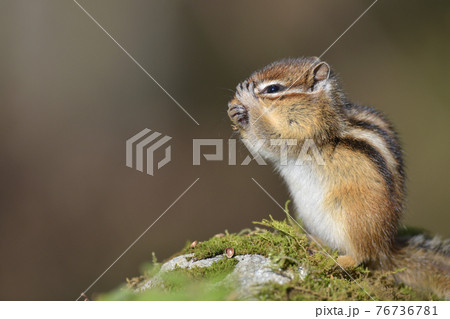 顔を洗うシマリス 76736781