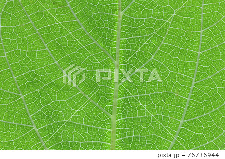 ヒメコウゾ（姫楮）の若葉と葉脈 76736944