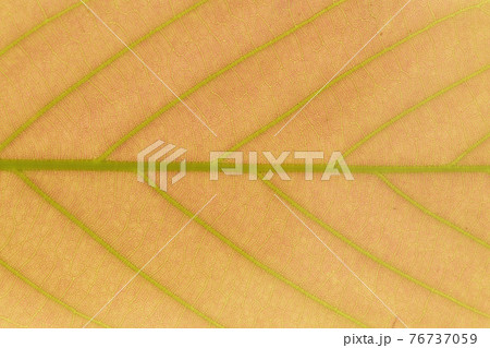 ウラジロガシ（裏白樫）の若葉と葉脈 76737059