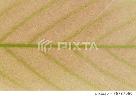ウラジロガシ(裏白樫)の若葉と葉脈 ウラジロガシ(裏白樫)の若葉と葉脈 76737060