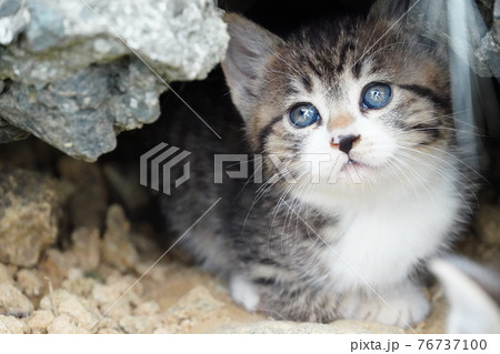 生後1ヶ月巣穴から顔を覗かせるキトンブルーの野良猫仔猫 76737100