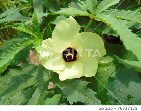 オクラの花 オクラの花 76737128