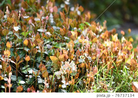 ハツユキカズラの若葉 76737134